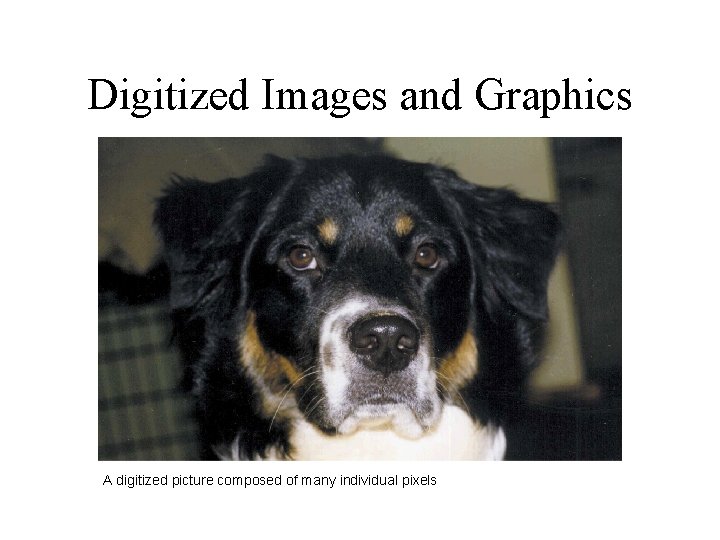 Digitized Images and Graphics A digitized picture composed of many individual pixels 