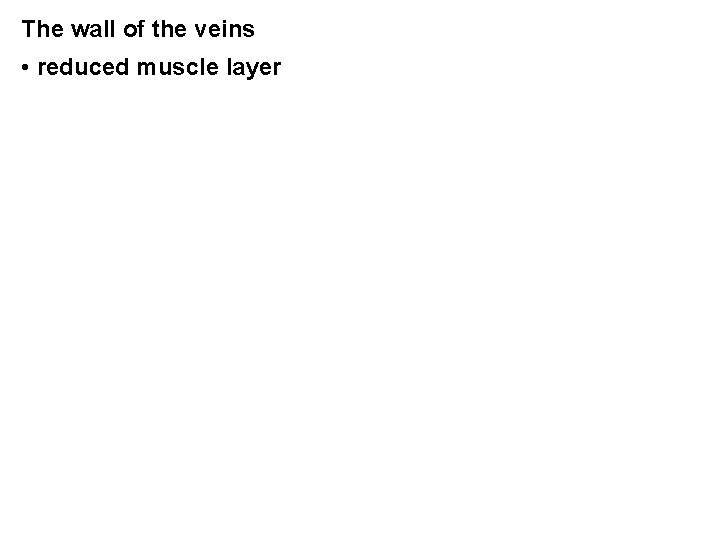 The wall of the veins • reduced muscle layer The wall of the veins • reduced muscle layer