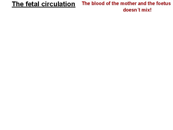 The fetal circulation The blood of the mother and the foetus doesn´t mix! The fetal circulation The blood of the mother and the foetus doesn´t mix!