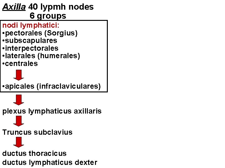 Axilla 40 lypmh nodes 6 groups nodi lymphatici: • pectorales (Sorgius) • subscapulares • Axilla 40 lypmh nodes 6 groups nodi lymphatici: • pectorales (Sorgius) • subscapulares •