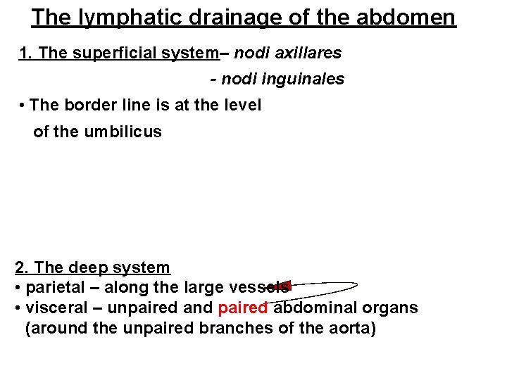 The lymphatic drainage of the abdomen 1. The superficial system– nodi axillares - nodi The lymphatic drainage of the abdomen 1. The superficial system– nodi axillares - nodi