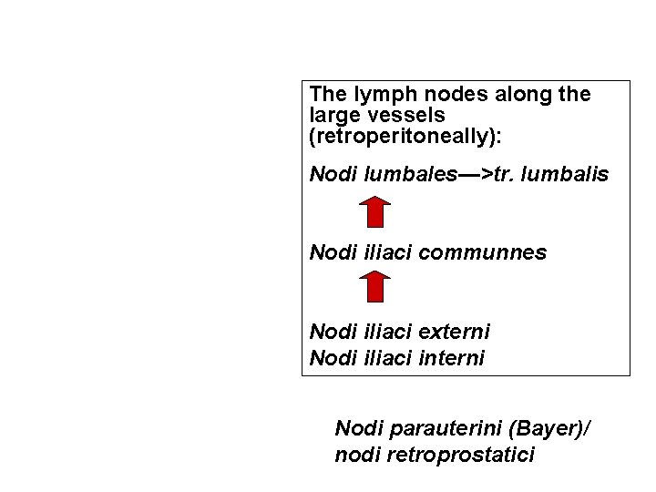 The lymph nodes along the large vessels (retroperitoneally): Nodi lumbales—>tr. lumbalis Nodi iliaci communnes The lymph nodes along the large vessels (retroperitoneally): Nodi lumbales—>tr. lumbalis Nodi iliaci communnes