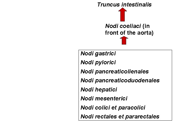 Truncus intestinalis Nodi coeliaci (in front of the aorta) Nodi gastrici Nodi pylorici Nodi Truncus intestinalis Nodi coeliaci (in front of the aorta) Nodi gastrici Nodi pylorici Nodi