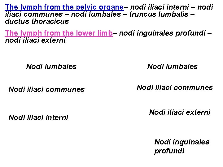 The lymph from the pelvic organs– nodi iliaci interni – nodi iliaci communes – The lymph from the pelvic organs– nodi iliaci interni – nodi iliaci communes –