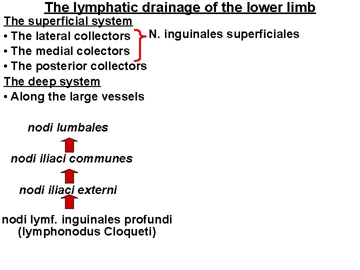 The lymphatic drainage of the lower limb The superficial system • The lateral collectors The lymphatic drainage of the lower limb The superficial system • The lateral collectors