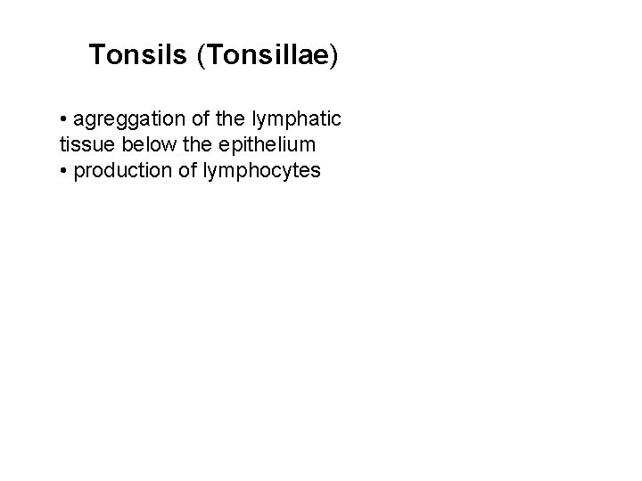 Tonsils (Tonsillae) • agreggation of the lymphatic tissue below the epithelium • production of Tonsils (Tonsillae) • agreggation of the lymphatic tissue below the epithelium • production of