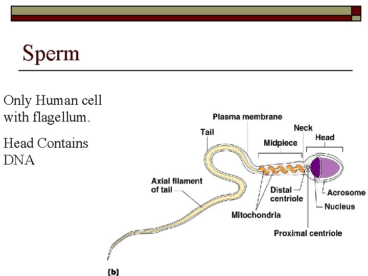 Sperm Only Human cell with flagellum. Head Contains DNA 