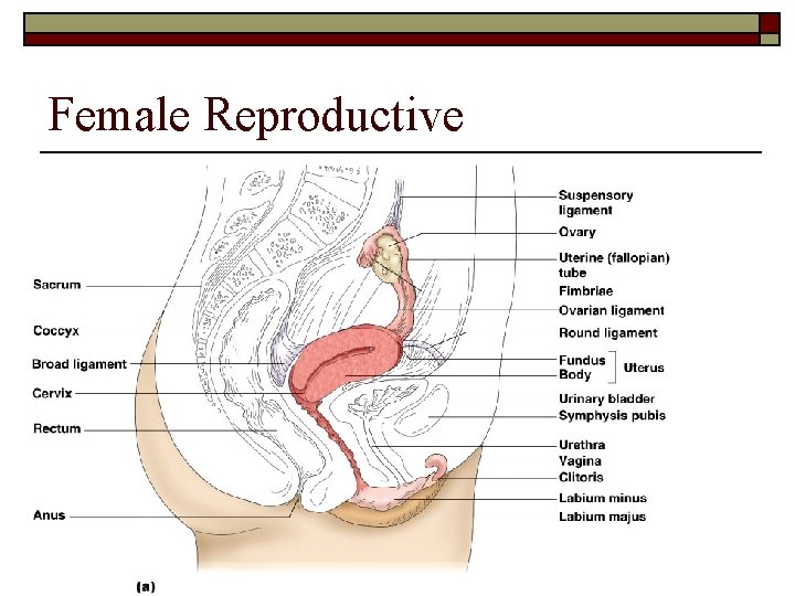 Female Reproductive 