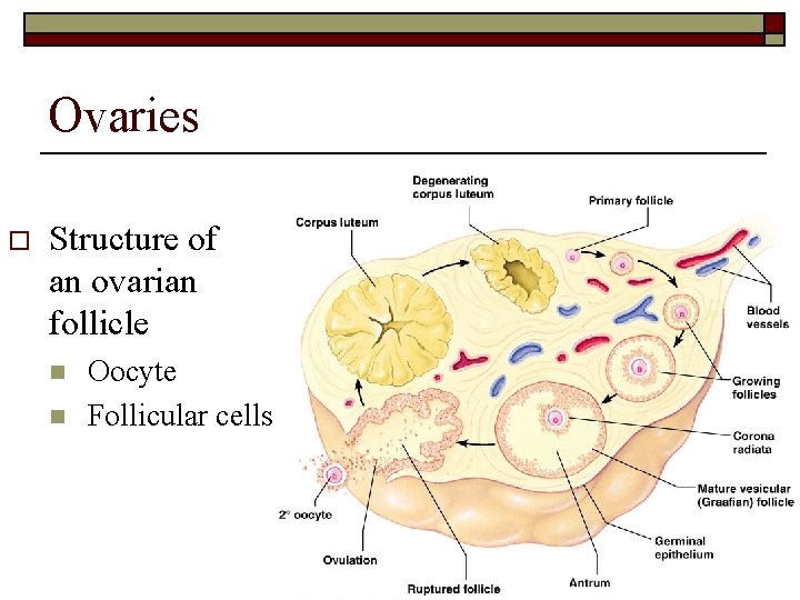 Ovaries o Structure of an ovarian follicle n n Oocyte Follicular cells 