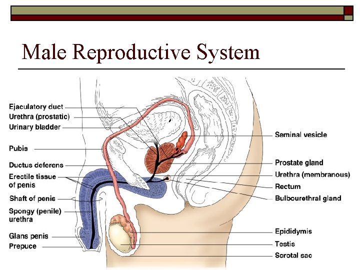 Male Reproductive System 