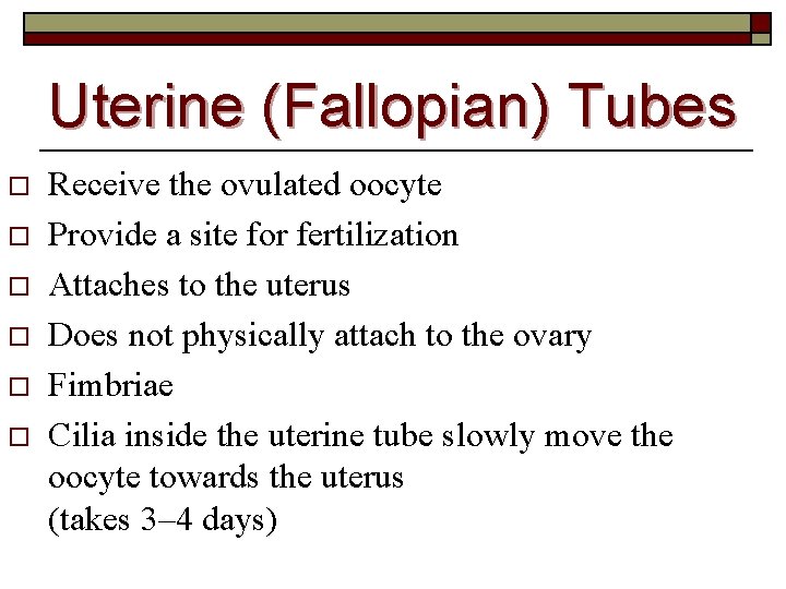 Uterine (Fallopian) Tubes o o o Receive the ovulated oocyte Provide a site for