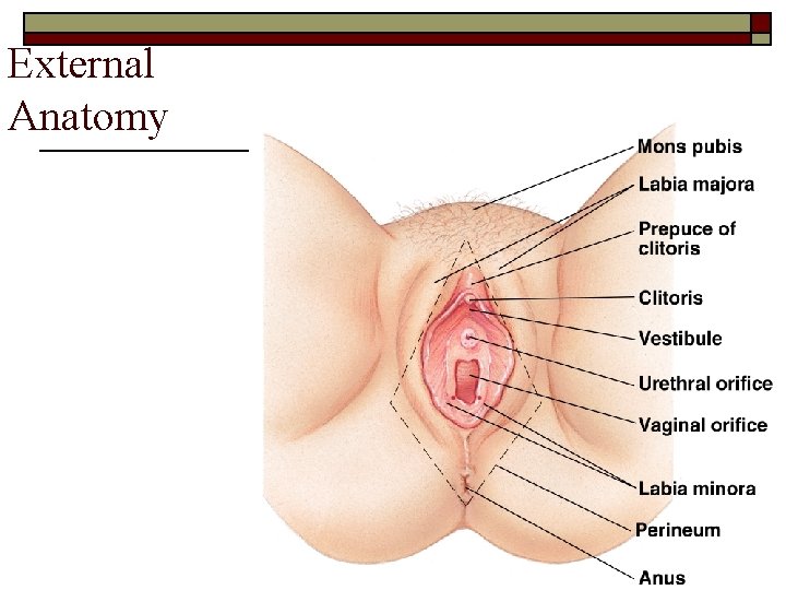 External Anatomy 