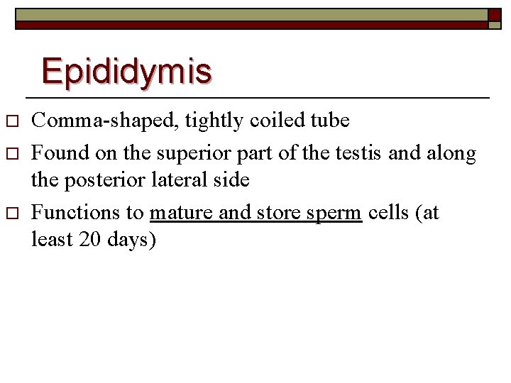 Epididymis o o o Comma-shaped, tightly coiled tube Found on the superior part of