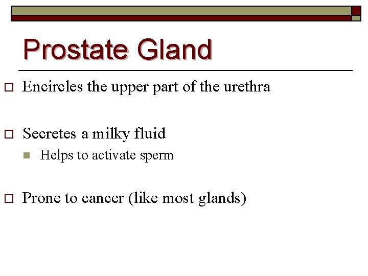 Prostate Gland o Encircles the upper part of the urethra o Secretes a milky