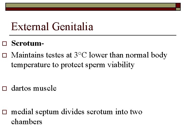 External Genitalia o Scrotum. Maintains testes at 3°C lower than normal body temperature to