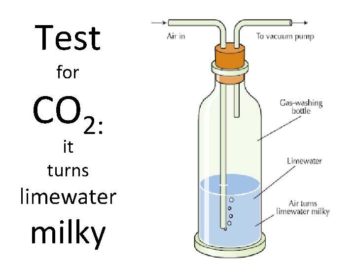 Test for CO 2: it turns limewater milky Test for CO 2: it turns limewater milky