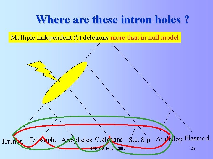 Where are these intron holes ? Multiple independent (? ) deletions more than in Where are these intron holes ? Multiple independent (? ) deletions more than in