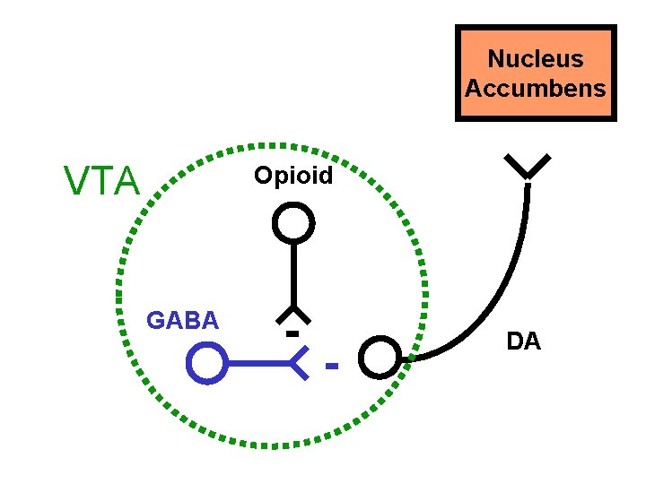 Nucleus Accumbens VTA Opioid GABA - - DA 