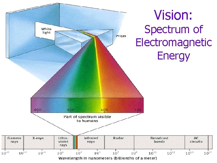 Vision: Spectrum of Electromagnetic Energy 