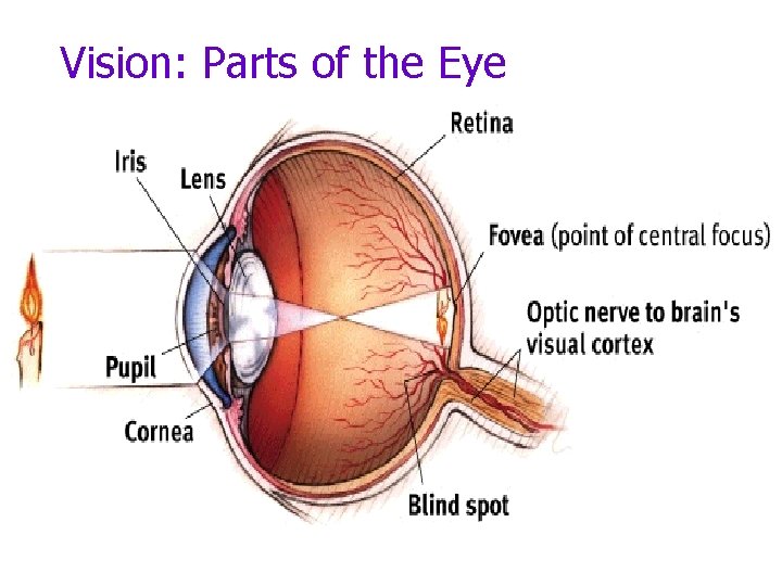 Vision: Parts of the Eye 