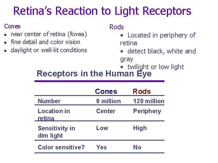 Retina’s Reaction to Light Receptors Cones n near center of retina (fovea) n fine