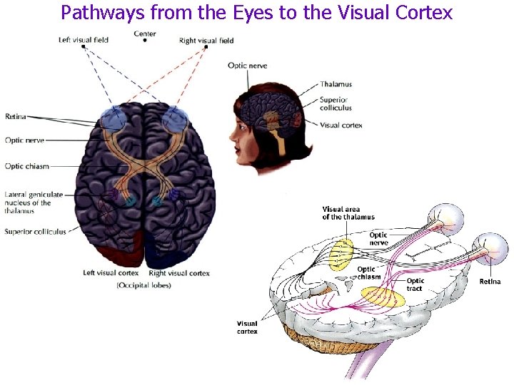 Pathways from the Eyes to the Visual Cortex 