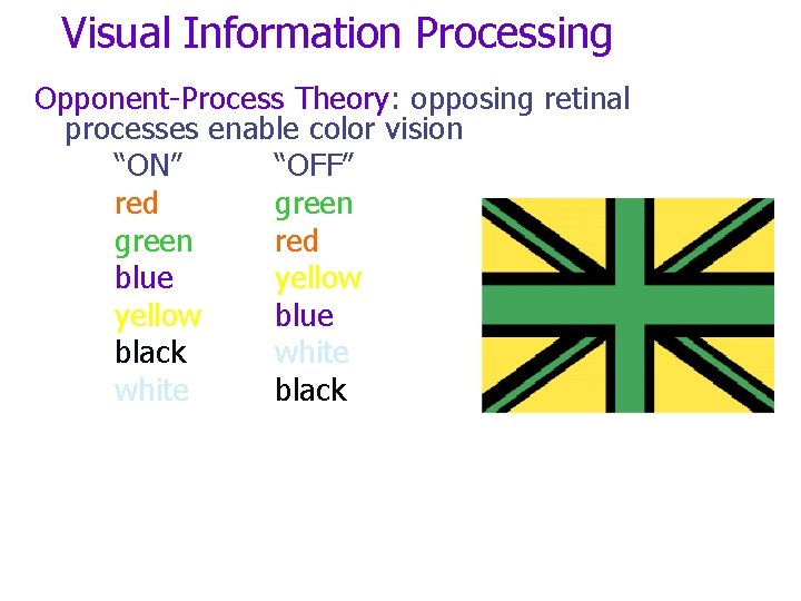 Visual Information Processing Opponent-Process Theory: opposing retinal processes enable color vision “ON” “OFF” red