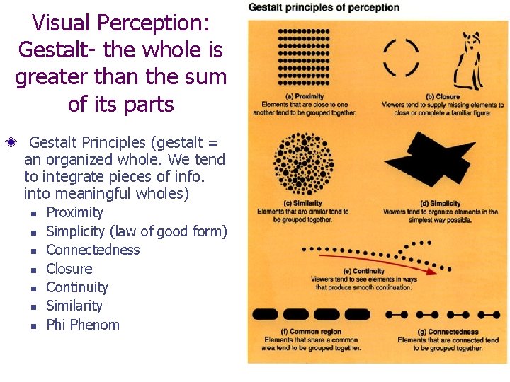 Visual Perception: Gestalt- the whole is greater than the sum of its parts Gestalt
