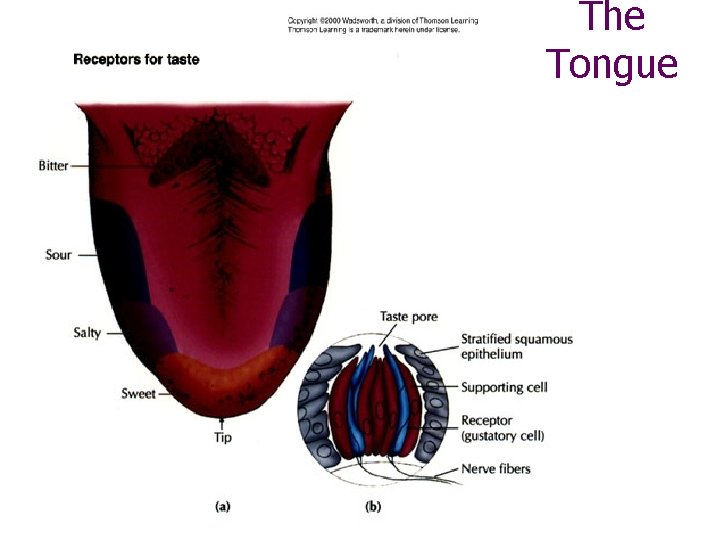 The Tongue 