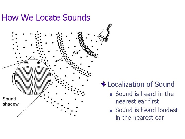 How We Locate Sounds Localization of Sound n n Sound is heard in the