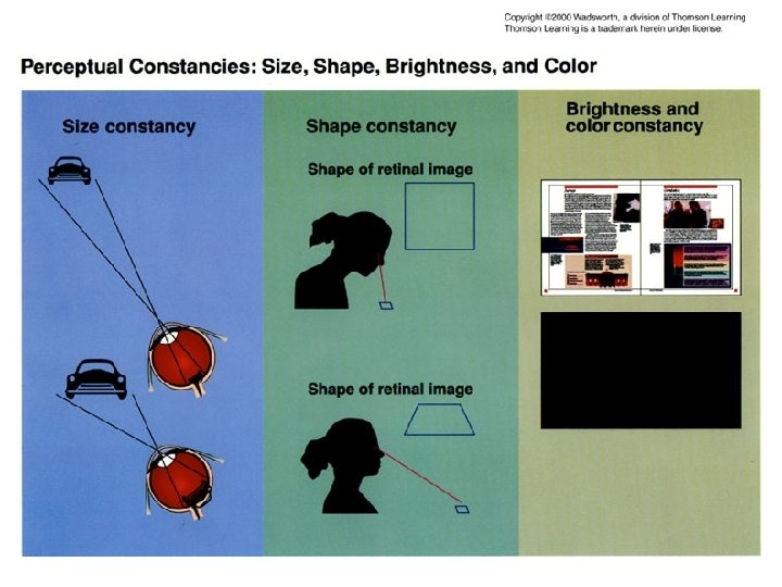 Perceptual Constancies: Size, Shape, Brightness, Color 