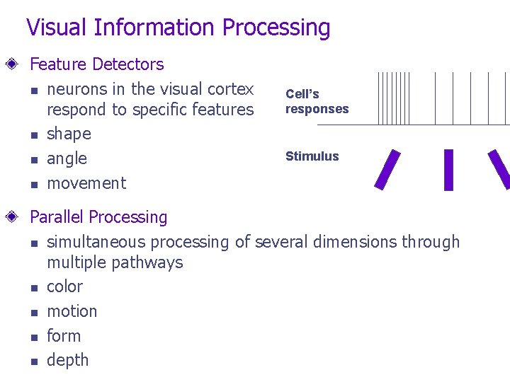 Visual Information Processing Feature Detectors n neurons in the visual cortex respond to specific