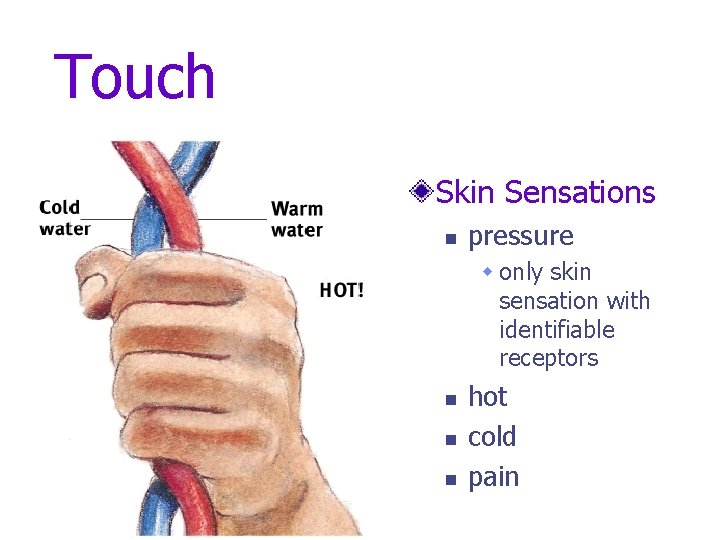 Touch Skin Sensations n pressure w only skin sensation with identifiable receptors n n