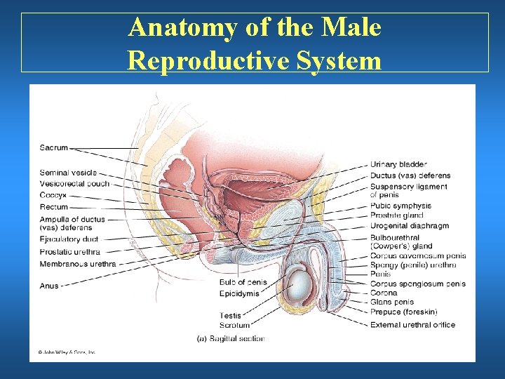 Anatomy of the Male Reproductive System 