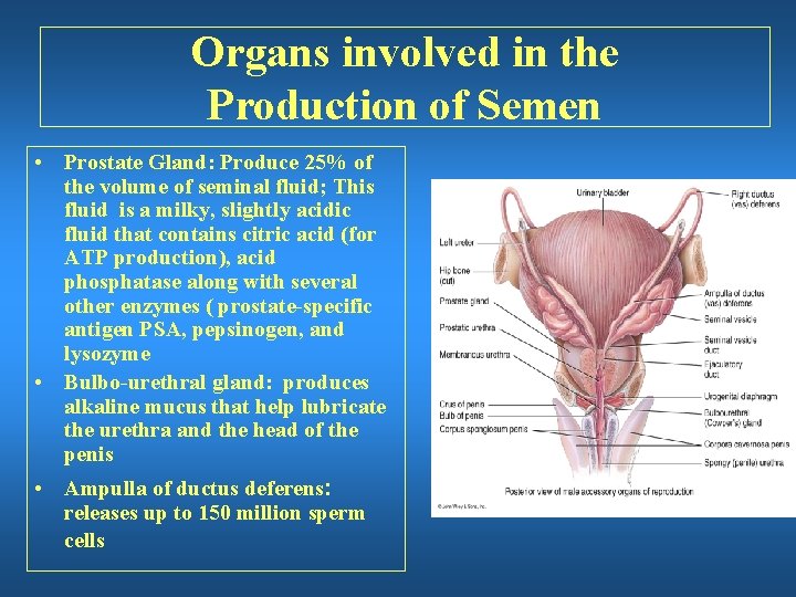 Organs involved in the Production of Semen • Prostate Gland: Produce 25% of the