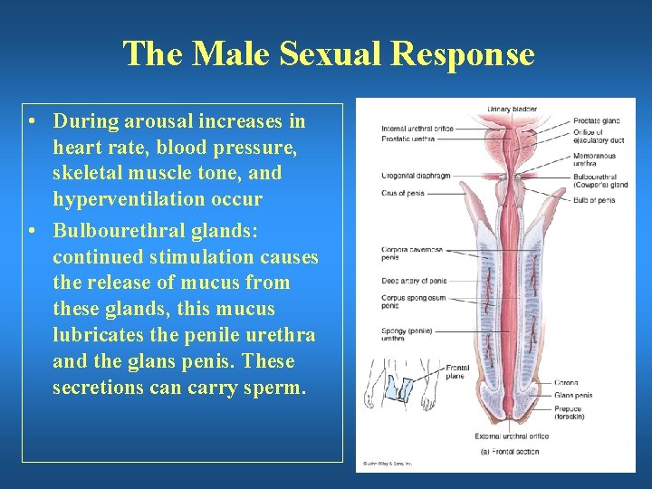 The Male Sexual Response • During arousal increases in heart rate, blood pressure, skeletal