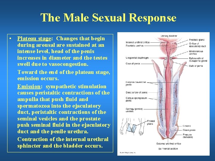 The Male Sexual Response • Plateau stage: Changes that begin during arousal are sustained