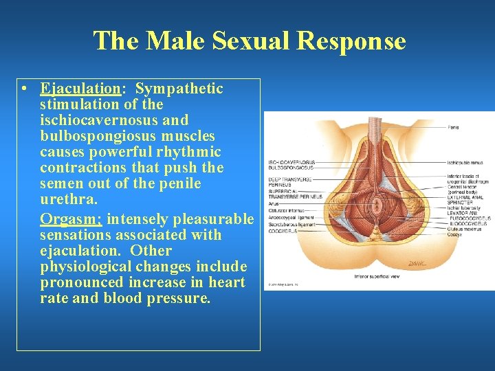 The Male Sexual Response • Ejaculation: Sympathetic stimulation of the ischiocavernosus and bulbospongiosus muscles