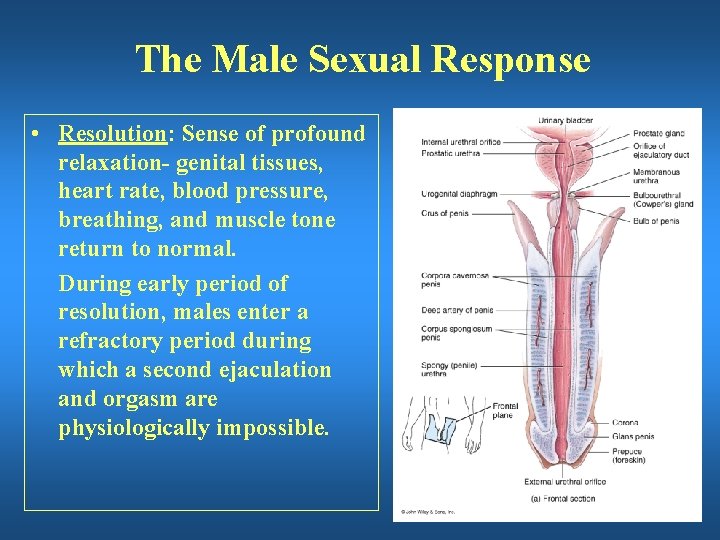 The Male Sexual Response • Resolution: Sense of profound relaxation- genital tissues, heart rate,