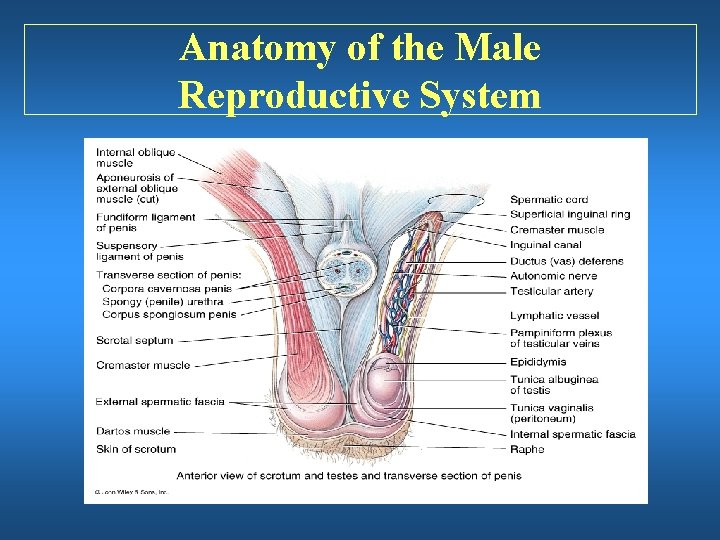 Anatomy of the Male Reproductive System 