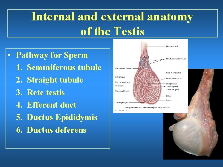 Internal and external anatomy of the Testis • Pathway for Sperm 1. Seminiferous tubule