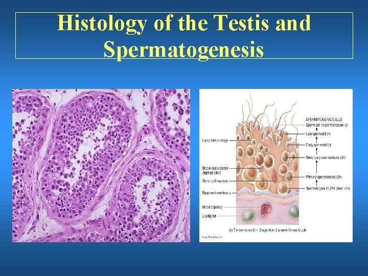 Histology of the Testis and Spermatogenesis 
