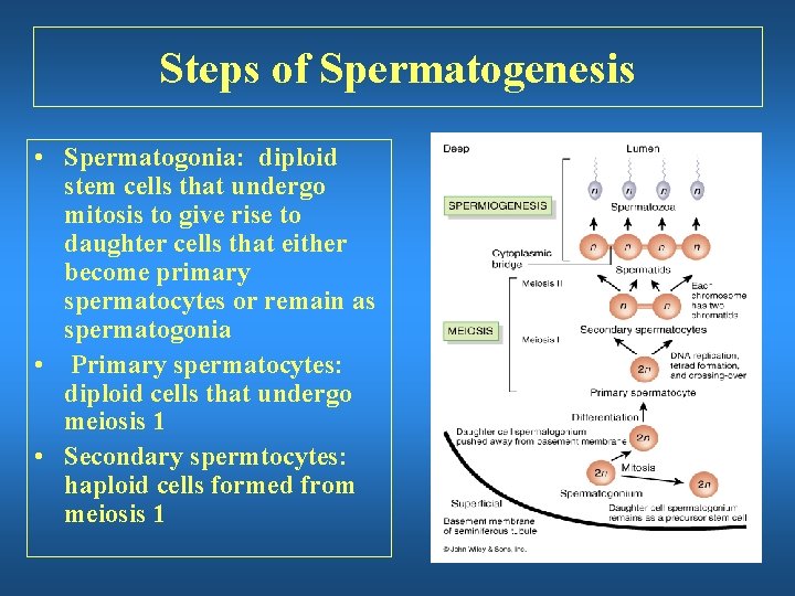 Steps of Spermatogenesis • Spermatogonia: diploid stem cells that undergo mitosis to give rise