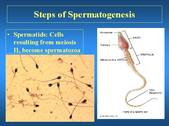 Steps of Spermatogenesis • Spermatids: Cells resulting from meiosis II, become spermatozoa 