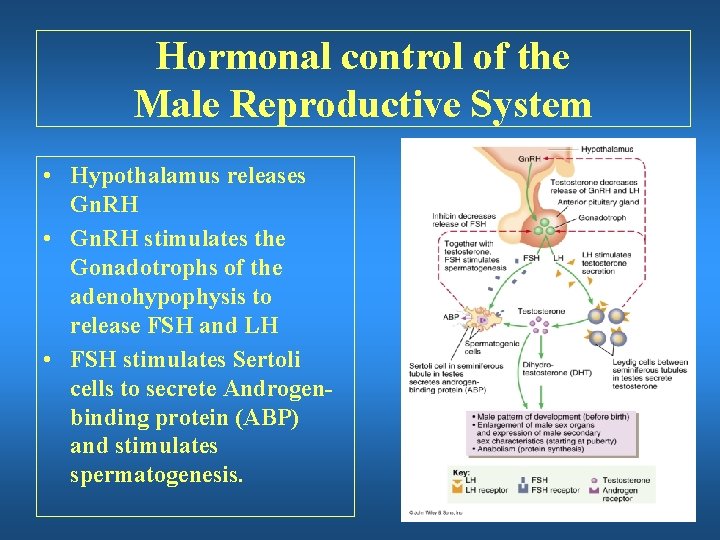 Hormonal control of the Male Reproductive System • Hypothalamus releases Gn. RH • Gn.