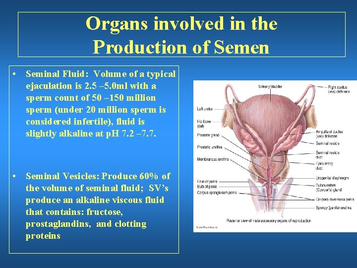 Organs involved in the Production of Semen • Seminal Fluid: Volume of a typical
