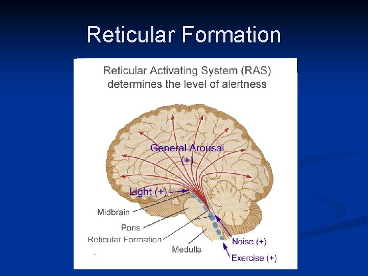 Studying the Brain the Old Brain and the