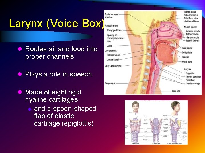 Larynx (Voice Box) l Routes air and food into proper channels l Plays a