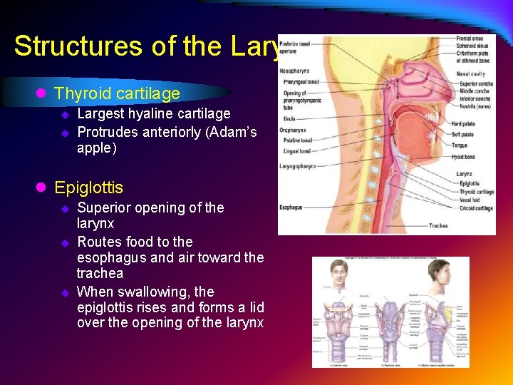 Structures of the Larynx l Thyroid cartilage u u Largest hyaline cartilage Protrudes anteriorly