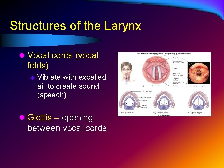 Structures of the Larynx l Vocal cords (vocal folds) u Vibrate with expelled air